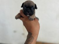 LİLAC TAN BLUE TAN VE FAWN FRENCH BULLDOG YAVRULAR