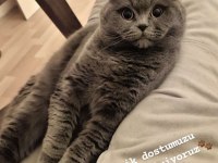 Minik Dost Kedimizi Sahiplendirmek İstiyoruz