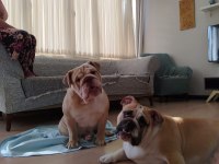 İngiliz bulldog 11 aylık erkek