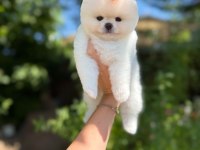 Orjinal Pomeranian Boo