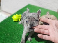 French bulldog
