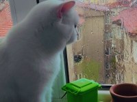 British shorthair cinsi beyaz kedimiz