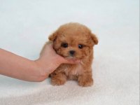 Enerji Deposu Maltipoo Yavrumuz