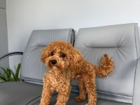 Köpeğimize eş arıyoruz