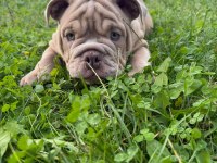 TÜRKİYE DE TEK ENGLİSH BULLDOG
