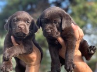 Labrador redriever sevimli yavrular ruhsatlı çiftlik 