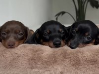 Rabbit Dachshund Sosis Bebekler