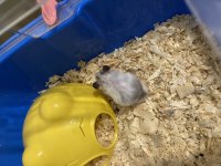 Bodrumda suriye hamster
