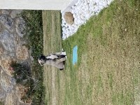 Kangal Aslan Pusat İçin Hak Ettiği Bir Yuva