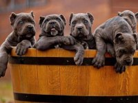 Dişi erkek cane corso kapıda ödemeli güvenli sistem