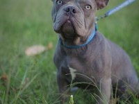 Lilac Erkek French Bulldog
