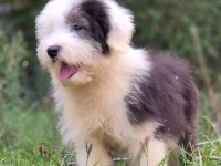 Trde nadir ırklardan bobtail yavrularımız