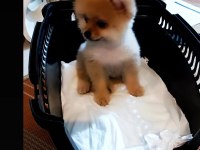 Yer sıkıntısından 3 aylık pomeranian uygun fiyat vereceğim