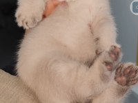 British shorthair yavrumuz
