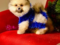 Pomeranian Boo Teddy Surat Yavrularımız