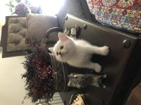 Soylu anne babadan nadir güzellikte british shorthair silver