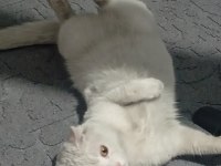 Kedimiz 1,5 yaşında kısırlaştırmadı