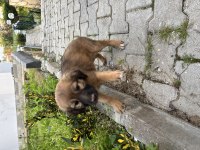 1 Ocak Doğumlu Bakımlı Yavru Köpekler