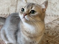 3 Yaşında British Shorthair Dişi