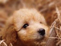 Afacan Toy Poodle