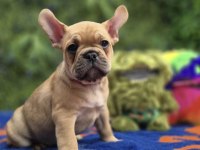 French Bulldog Köpeği