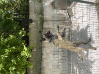 Belçika malinois maskeli