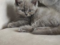 British Shorthair 50 günlük