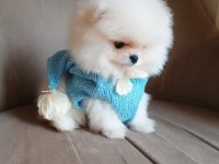 Pomeranian Boo iki aylık erkek köpeğimiz