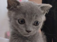 British Shorthair