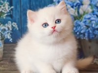 Kar Beyaz Silver British Shorthair 