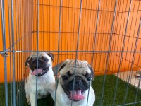Burkemden a kan pug yavruları