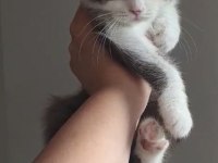 Çikolata aşkı kedimiz