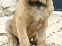 Saf kan mükemmel yavrular cane corso