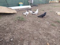 Toplu kelebek posta tip Güvercin