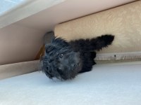 5 aylık siyah toy poodle