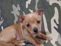Minyatür pinscher yavrularımız sahiplendirilecek
