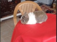 Cüce Tavşan (nedherland dwarf)