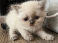 4 British Shorthair Yavru Kedi