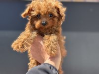 4 aylık tiny kore poodle 700 gr petmo den