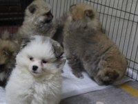 Pomeranian köpekler yeni yuvasını arıyor