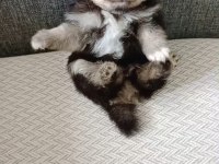 Pomeranian boo yavrumuz