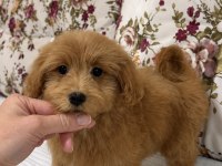 RED DİŞİ MALTİPOO