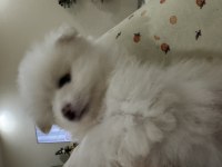 3 beyaz pomeranian boo 2 maskeli