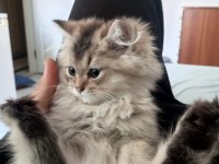 British Longhair