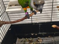 Acil satılık senegal papağanı