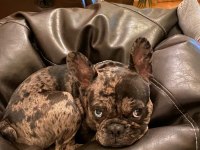 Erkek merle french bulldog 1.5 yaşında çipli