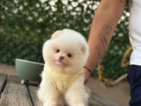 Sağlık Ve Irk Garantili Pomeranianlar