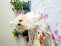 Kif şecere anne ve baba yavrusu çanta boy maltese