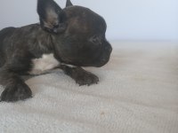 2.5 aylık french bulldog yavrular