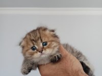 Scottish fold bebekler